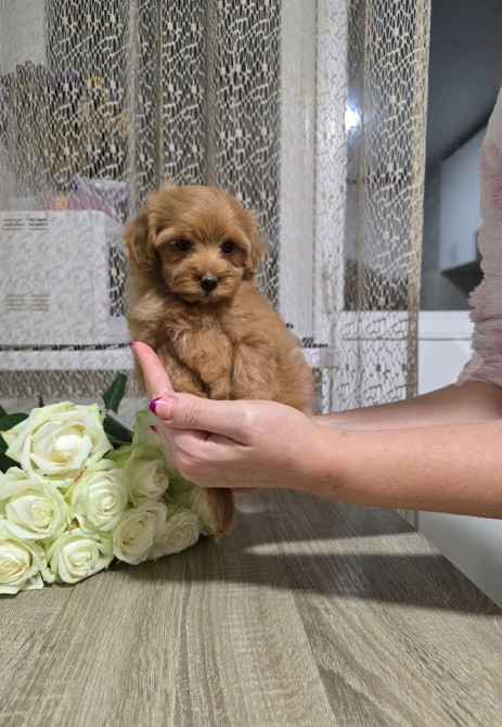 Мальтіпу Київ - зображення 3