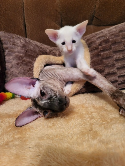 Предлагаем изумительных ориентальных котят. Кременчуг - изображение 8