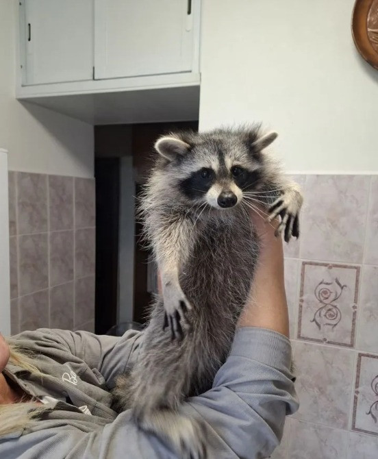 Енот полоскун Київ - зображення 4