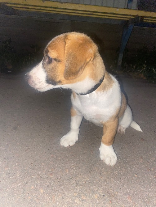 Грайлива дівчинка шукає свою родину Александрия - изображение 1