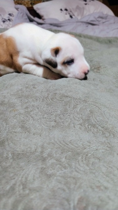 Цуцики американського стаффорширського тер'єра недорого Запорожье - изображение 6