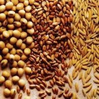 Постійно купуємо зерновідходи Чернигов - изображение 1