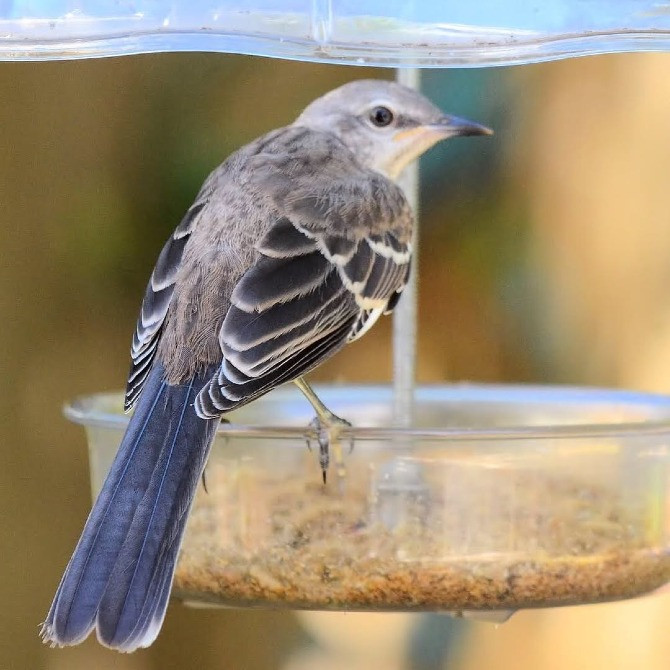 Брошь Пересмешник: Когда слова — оружие, а молчание — власть. Символ Мастера над монетой, Київ - зображення 11