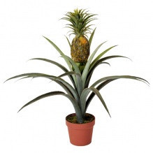 Ананас, коричневый горшок Киев - изображение 1