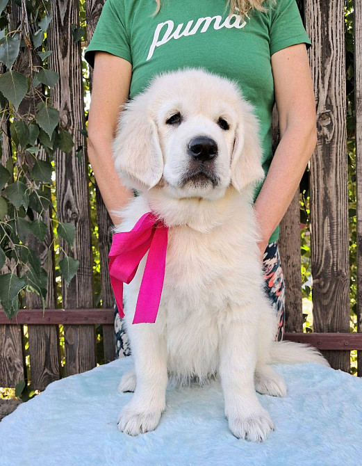 Цуценята золотистого ретривера Ot Bahur Львів - зображення 1