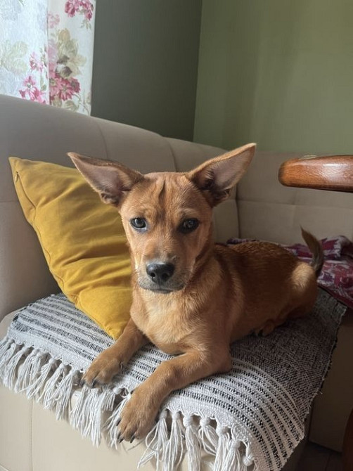 Віддамо песика Роккі в добрі руки Буча - изображение 3