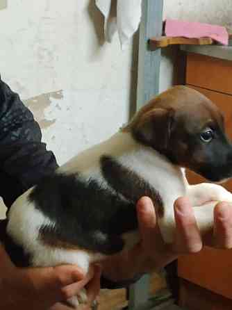 Цуценята гладкошерстого фокстер’єра Белая Церковь