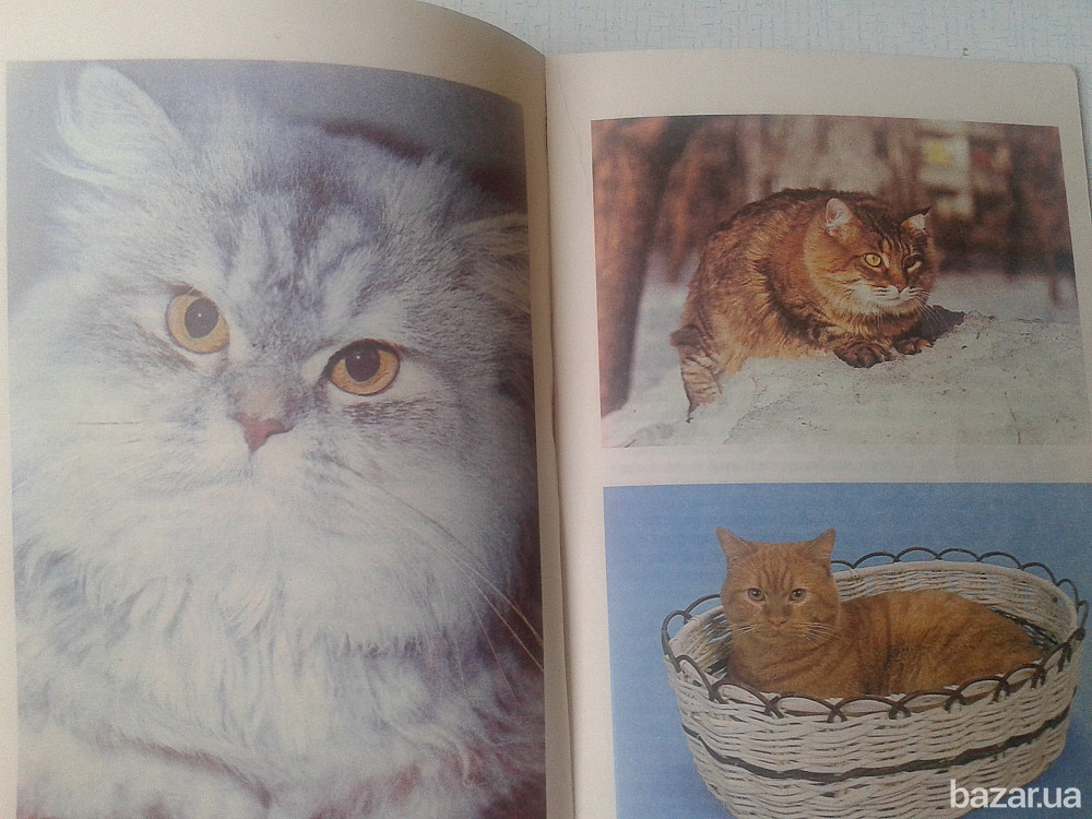 КОШКИ ("Вечные,священные,неприкосновенные") Нікополь - зображення 5