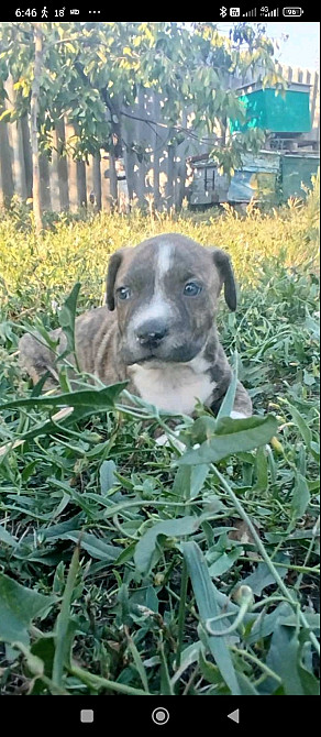 Щенки Американского питбультерьер Дніпро - зображення 3