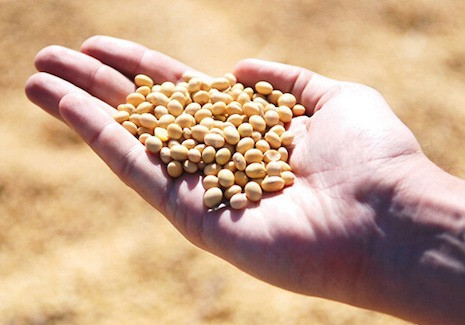 Продати сою. Закупка сої. Куплю сою. Полтава - зображення 1