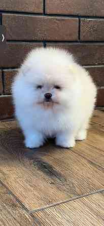 Щеня померанського шпіца (на фото - дівчинка) Чернігів