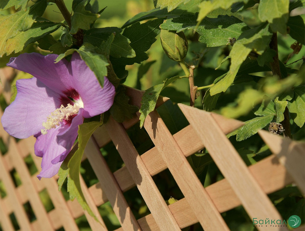 ДЕРЕВЯННЫЕ РЕШЕТКИ декоративные: Дуб, Ясень, Ольха (1,2 х 0,62 м) Київ - зображення 2