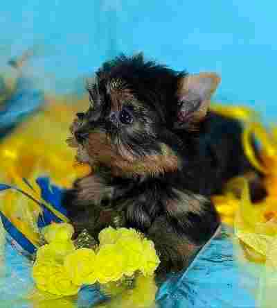 Дівчинка йоркширського терьєра Одеса