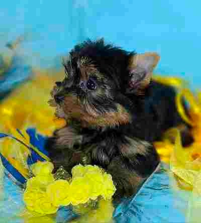 Дівчинка йоркширського терьєра Одеса - зображення 3