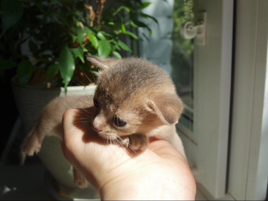 Абиссинская кошка котёнок Київ - зображення 3