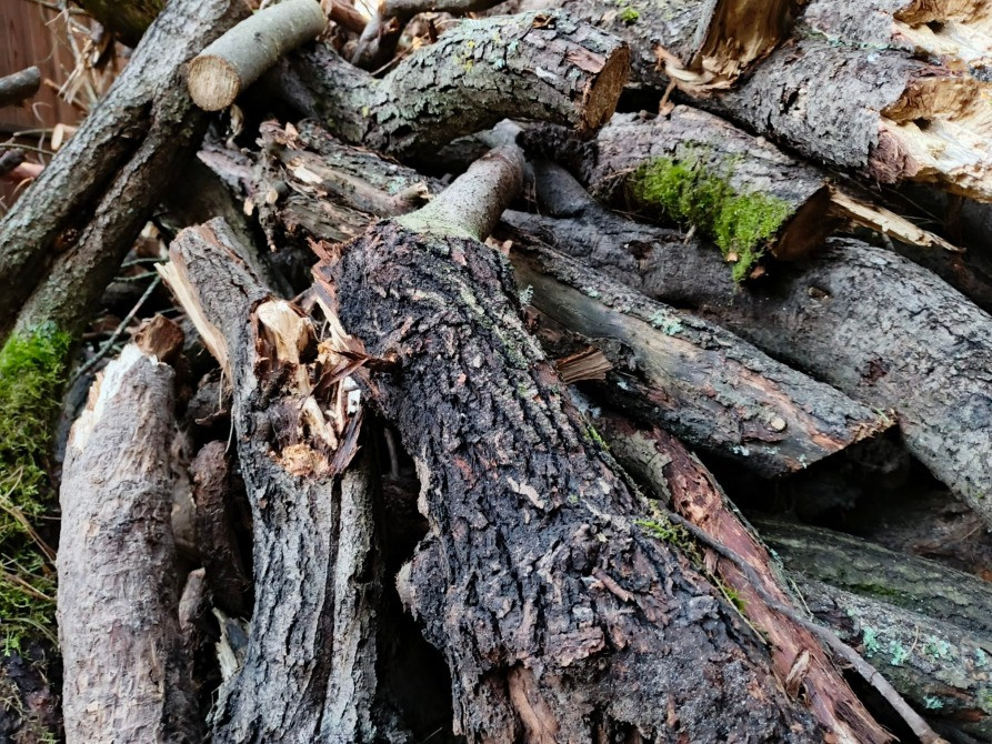 БЕСПЛАТНО МНОГО Отдам Деревья Дрова Ветки Бревна Пеньки Отопление Пиломатериалы Київ - зображення 1