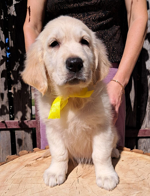 Цуценята золотистого ретривера Київ - зображення 2