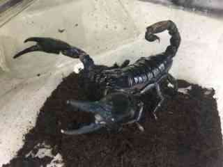 Скорпіон Петерсі Киев