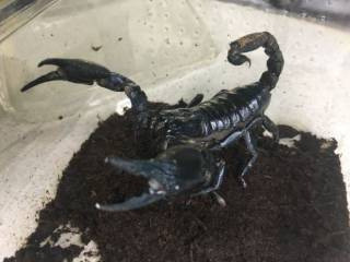 Скорпіон Петерсі Київ - зображення 1