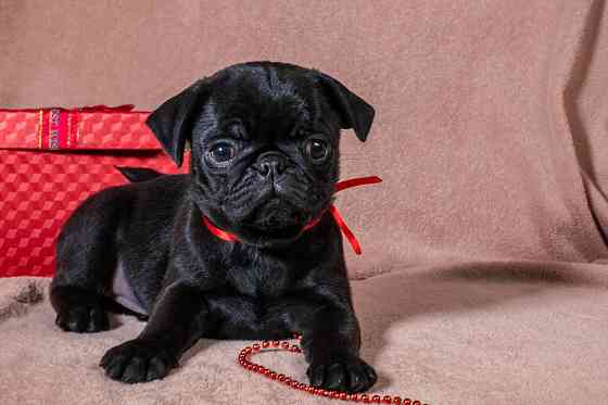 Цуценята Мопса для дому, виставок та розведення! Ціни різні Київ