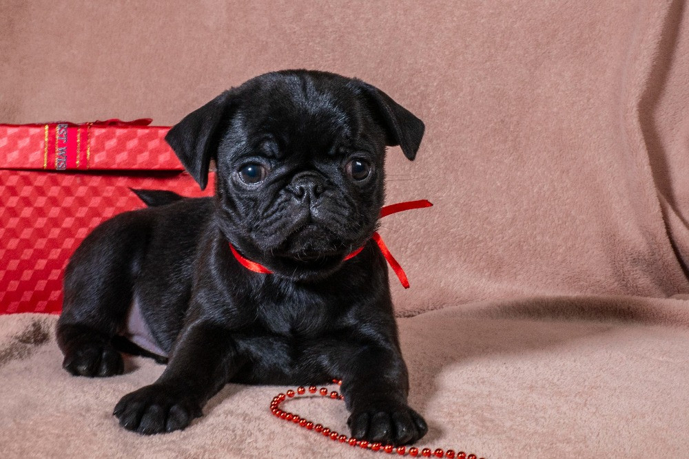 Цуценята Мопса для дому, виставок та розведення! Ціни різні Київ - зображення 3