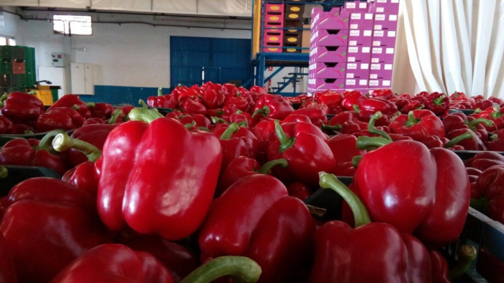 Продаем перенц Київ - зображення 10