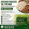 Посівмат квасолі та гречки з контрактом на викуп врожаю Черновцы