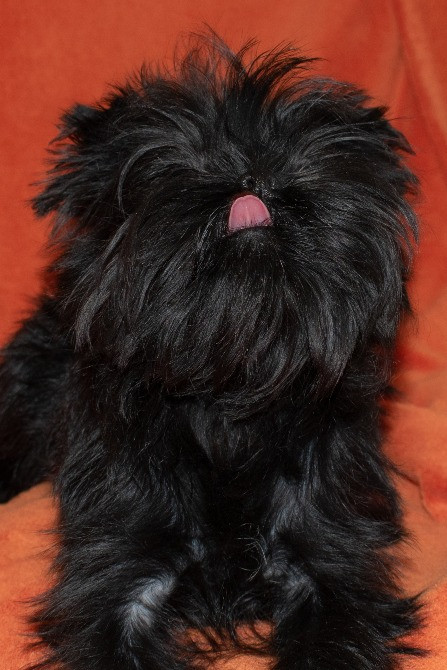 Редкие щенки Аффенпинчера из питомника. Дніпро - зображення 1