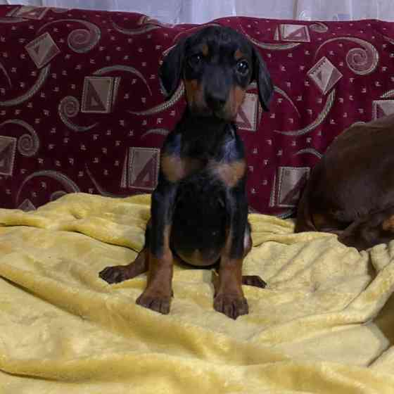 Продам щенков Добермана! Балаклія