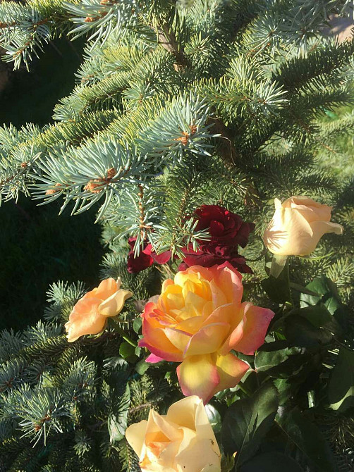 Действующий бизнес в фонтанке Одеса - зображення 6