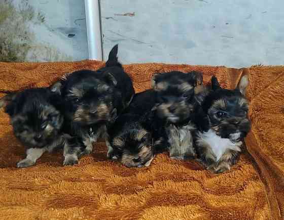 Продам цуценят йорків Павлоград