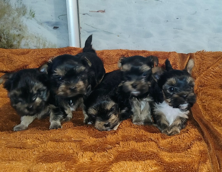 Продам цуценят йорків Павлоград - зображення 2