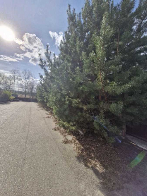 продажа участок под жилую застройку Обуховский, Романков, 120000 $  - изображение 3