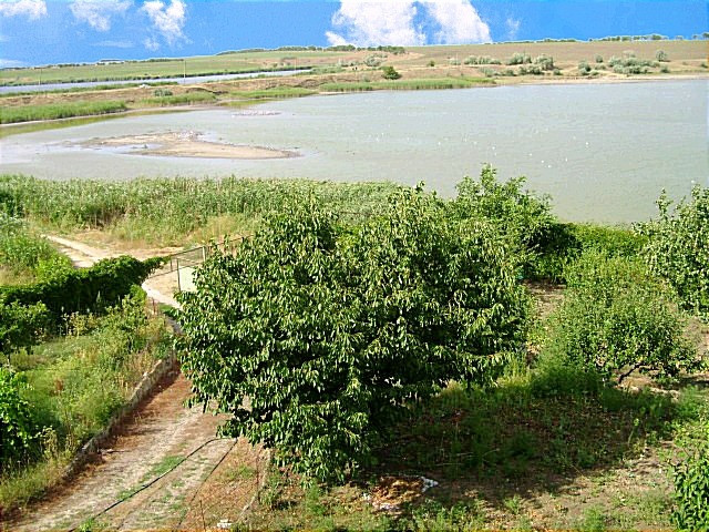 Продам дом с участком в Первой линии Лимана, с.Александровка, в 2 км к пос.Котовского, Одесса Одеса - зображення 6