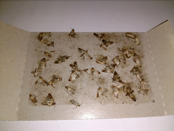 Феромонная ловушка моли Panko 3 шт Одеса - зображення 3