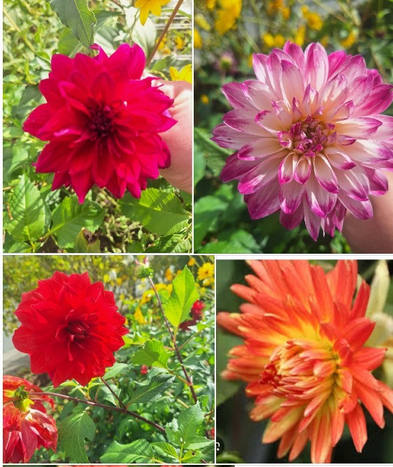 Продам квiти клубнi cортових георгин Чернігів - зображення 1