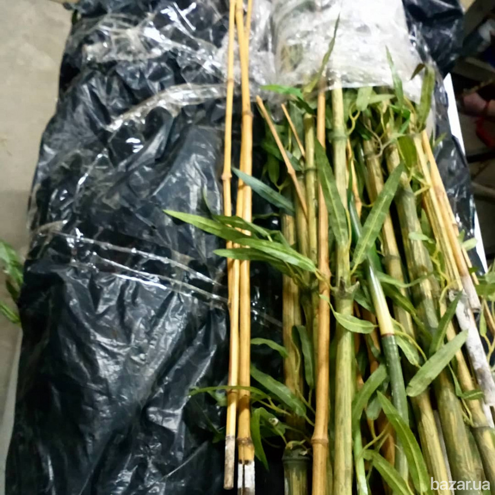 Декоративный бамбуковый ствол Київ - зображення 2