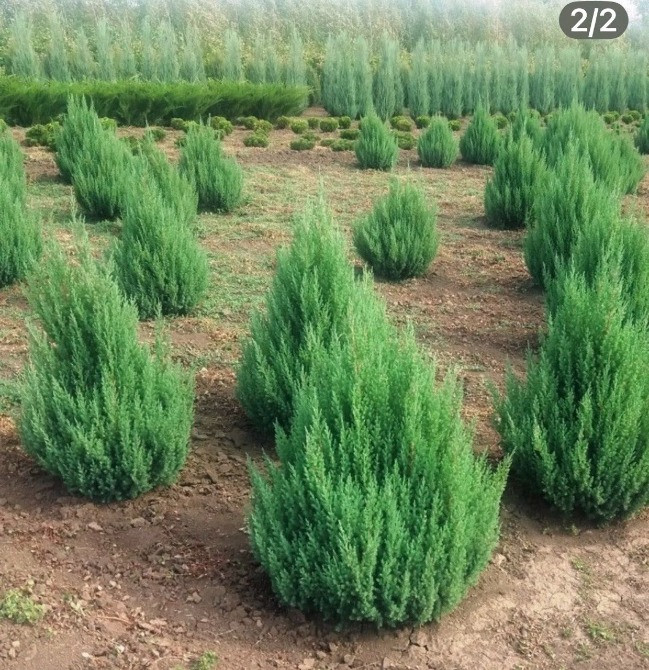 Продаж розсадника декоративних рослин Київ - зображення 3