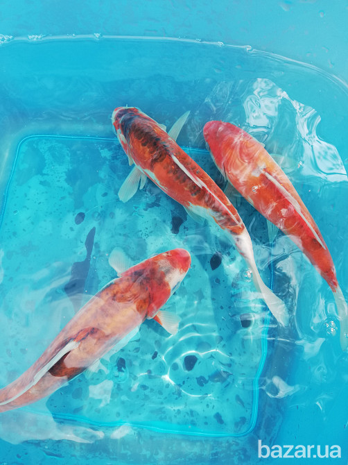 рибки для ставка,короп коі Україна,корм для коі,німфеї,водні рослини,японський короп коі ціна,ставок Київ - зображення 5