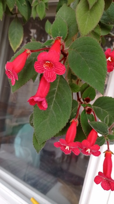 Колерия astarte цветущая с горшком Киев - изображение 3