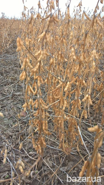 семена сои под Раундап Кропивницький - зображення 1