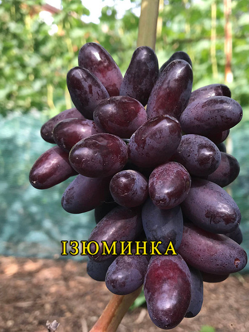 Саджанці Винограду (РОЗПРОДАЖ) Харків - зображення 9