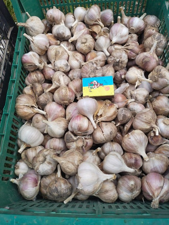 Продам часник Чернигов - изображение 2