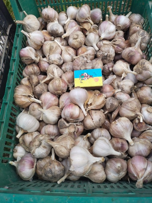 Продам часник Чернігів - зображення 2