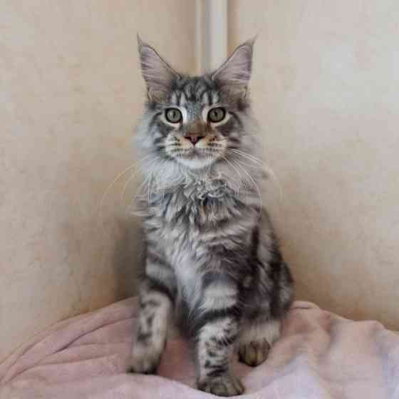 Мейн Кун мальчик Днепр