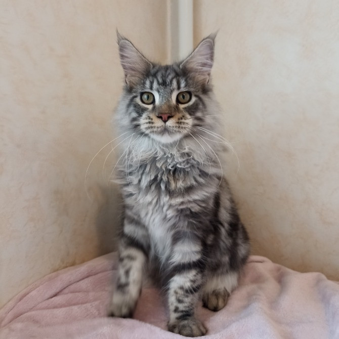 Мейн Кун мальчик Днепр - изображение 2