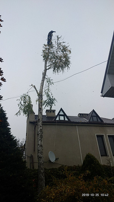 Спилим обрежем деревья, удалим поросли Харків - зображення 3