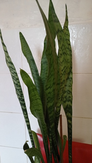 Сансевиерия тещин язык щучий хвост с горшком Киев - изображение 2