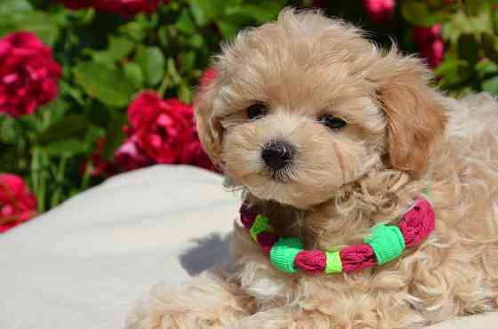 #МальтіпуF1#MaltipooF1#цуценята2міс#puppies 2 months Киев