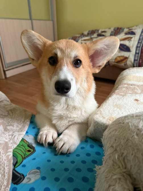 Цуценя Київ - зображення 5